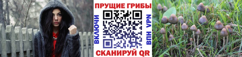 Галлюциногенные грибы Cubensis что такое наркотик Буйнакск