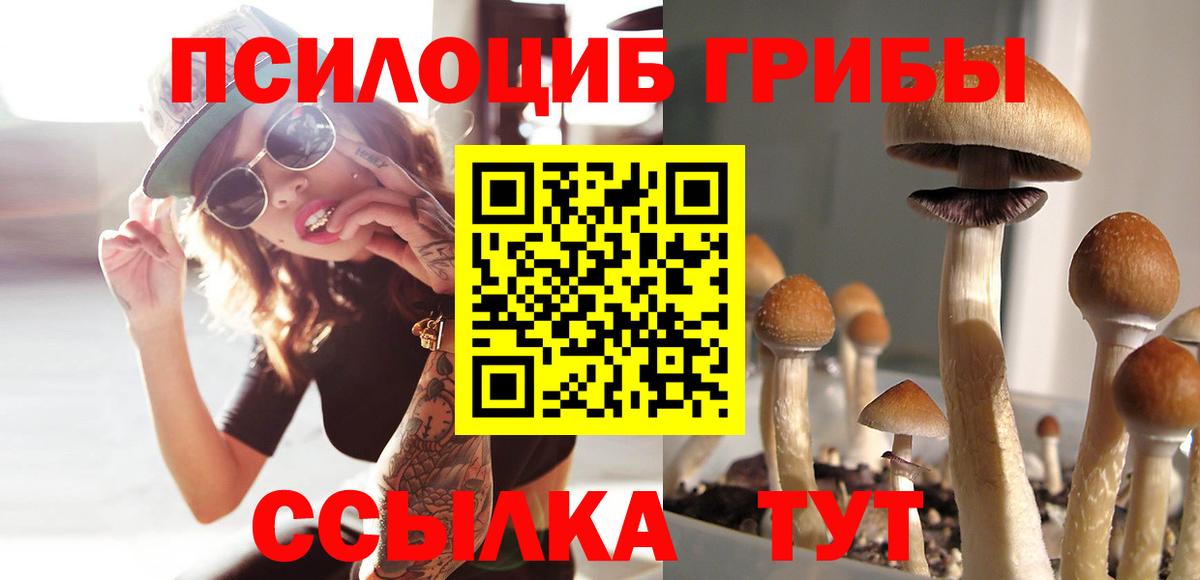 Псилоцибиновые грибы Psilocybe Буйнакск